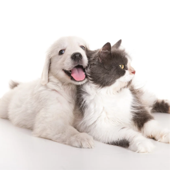 Elegáns, személyre szabott ezüst ékszerek kézi gravírozással állatbarátoknak