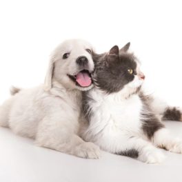 PET FAMILY